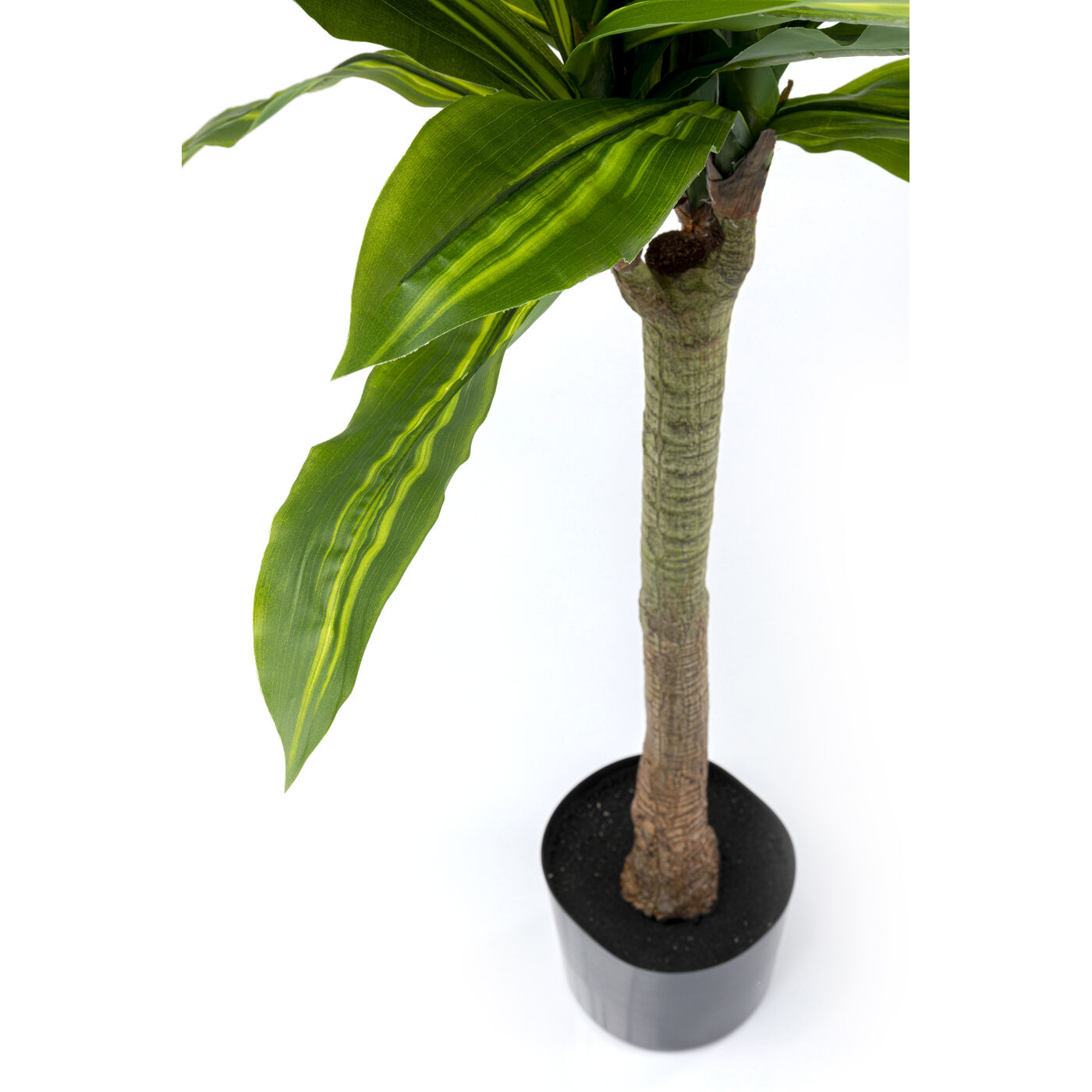 Растение декоративное Dracaena Fragrans 180 см