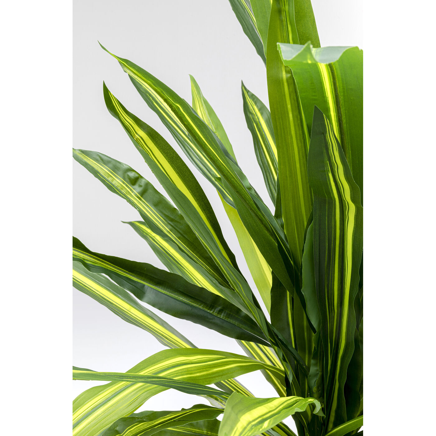 Растение декоративное Dracaena Fragrans 180 см