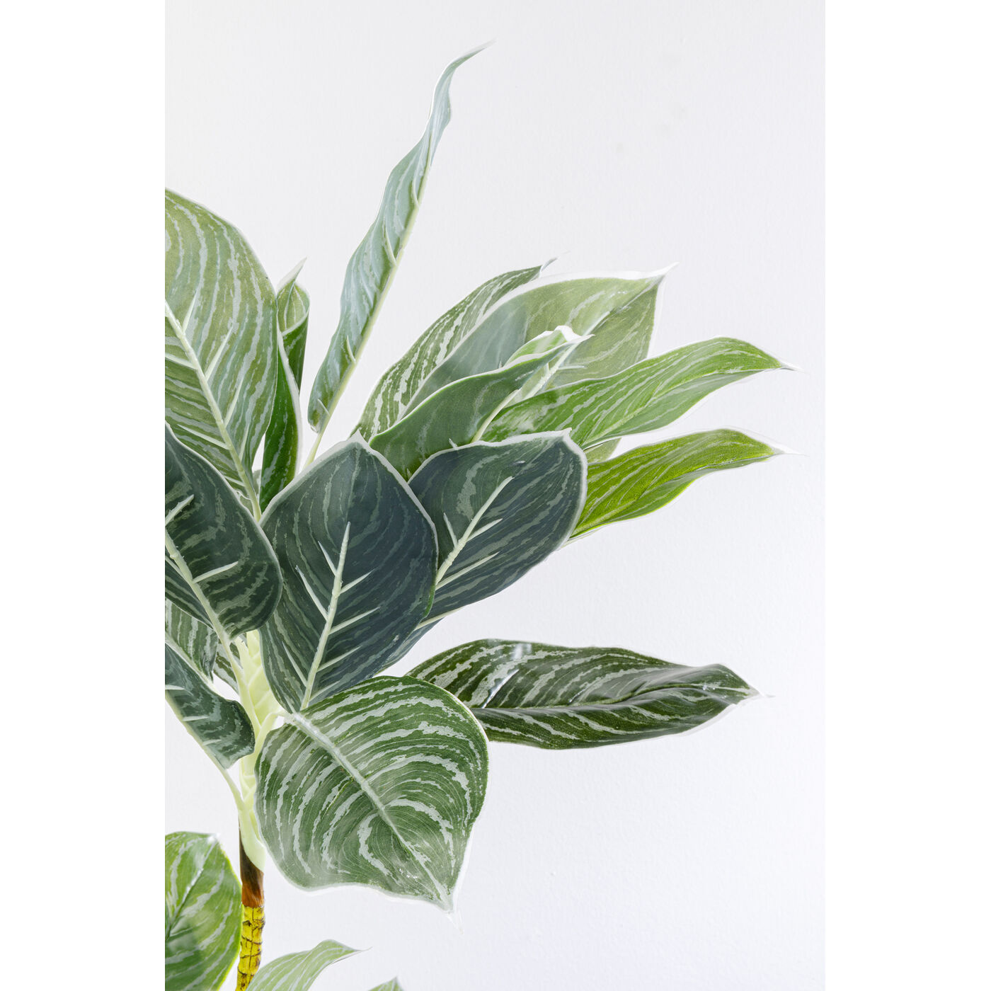 Растение декоративное Calathea 140 см