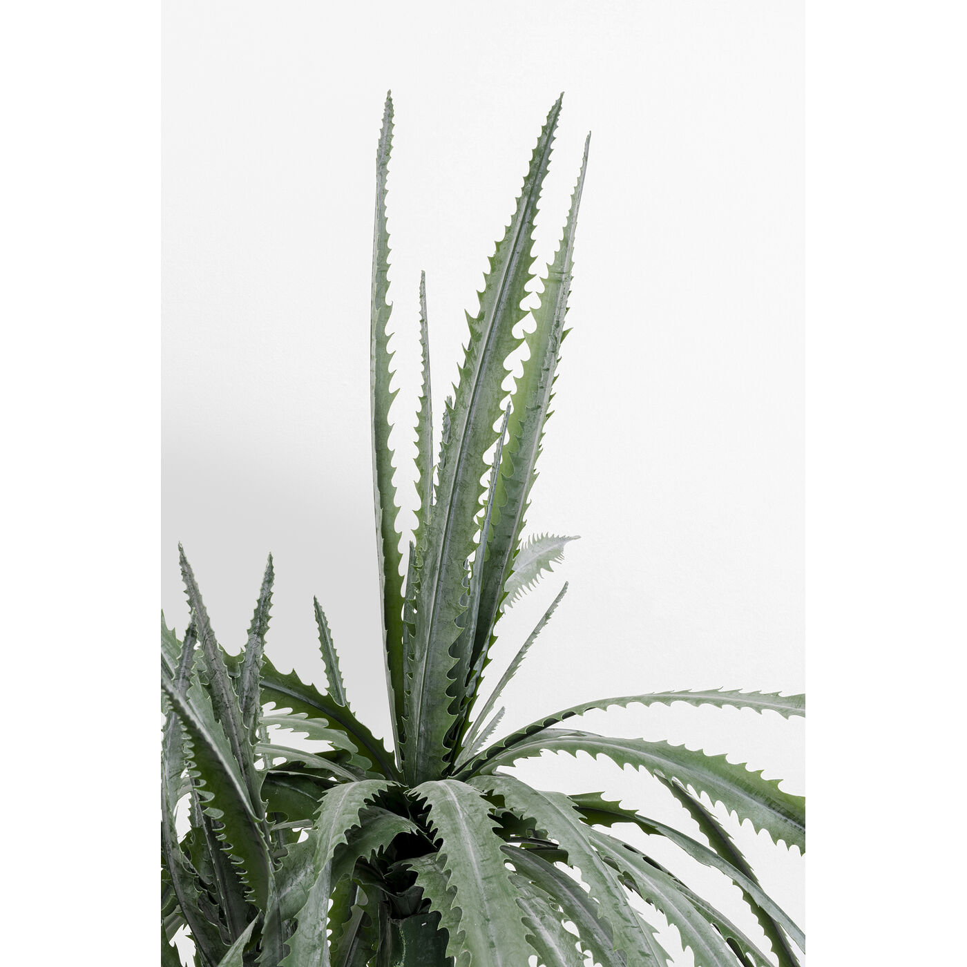 Растение декоративное Dragon Tree 155 см