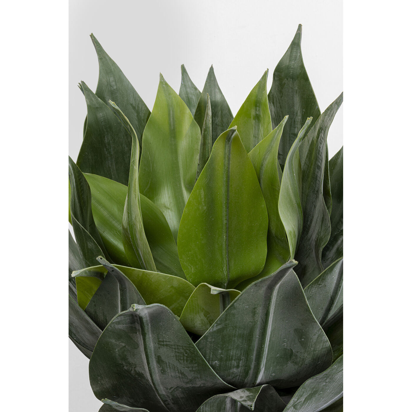 Растение декоративное Agave 120 см