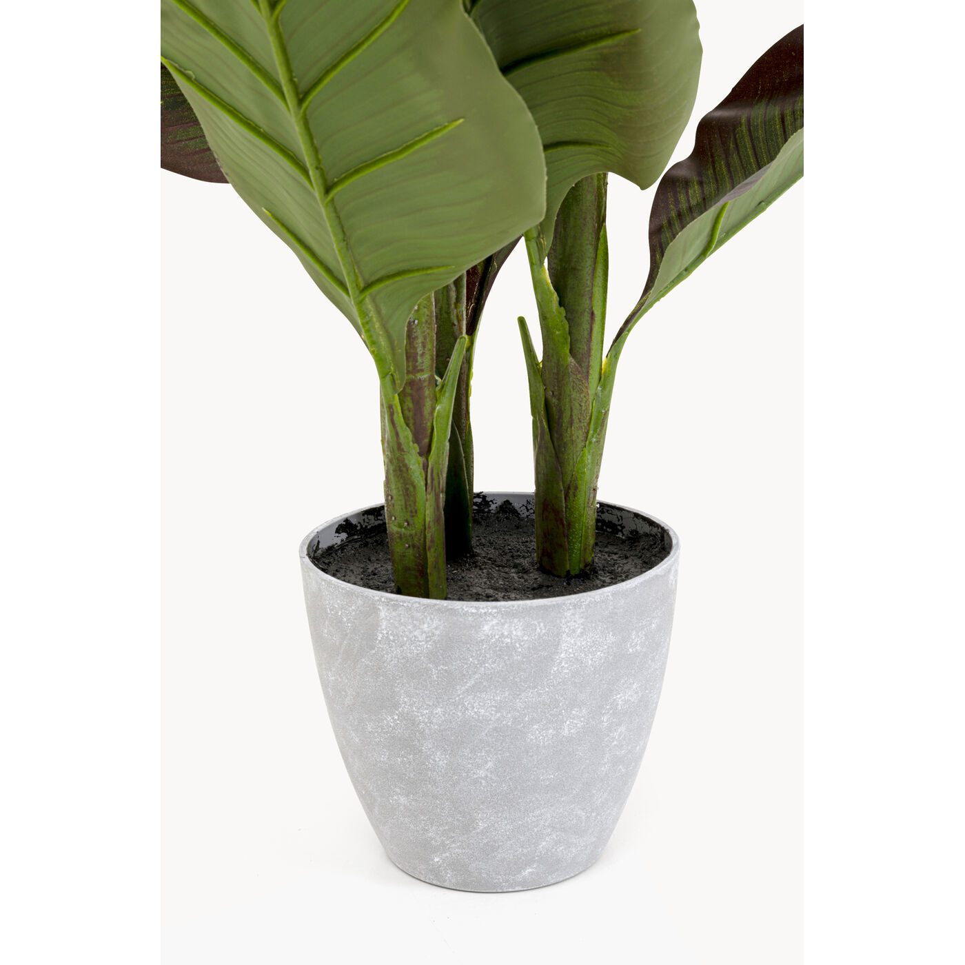Растение декоративное Canna Lily 115cm